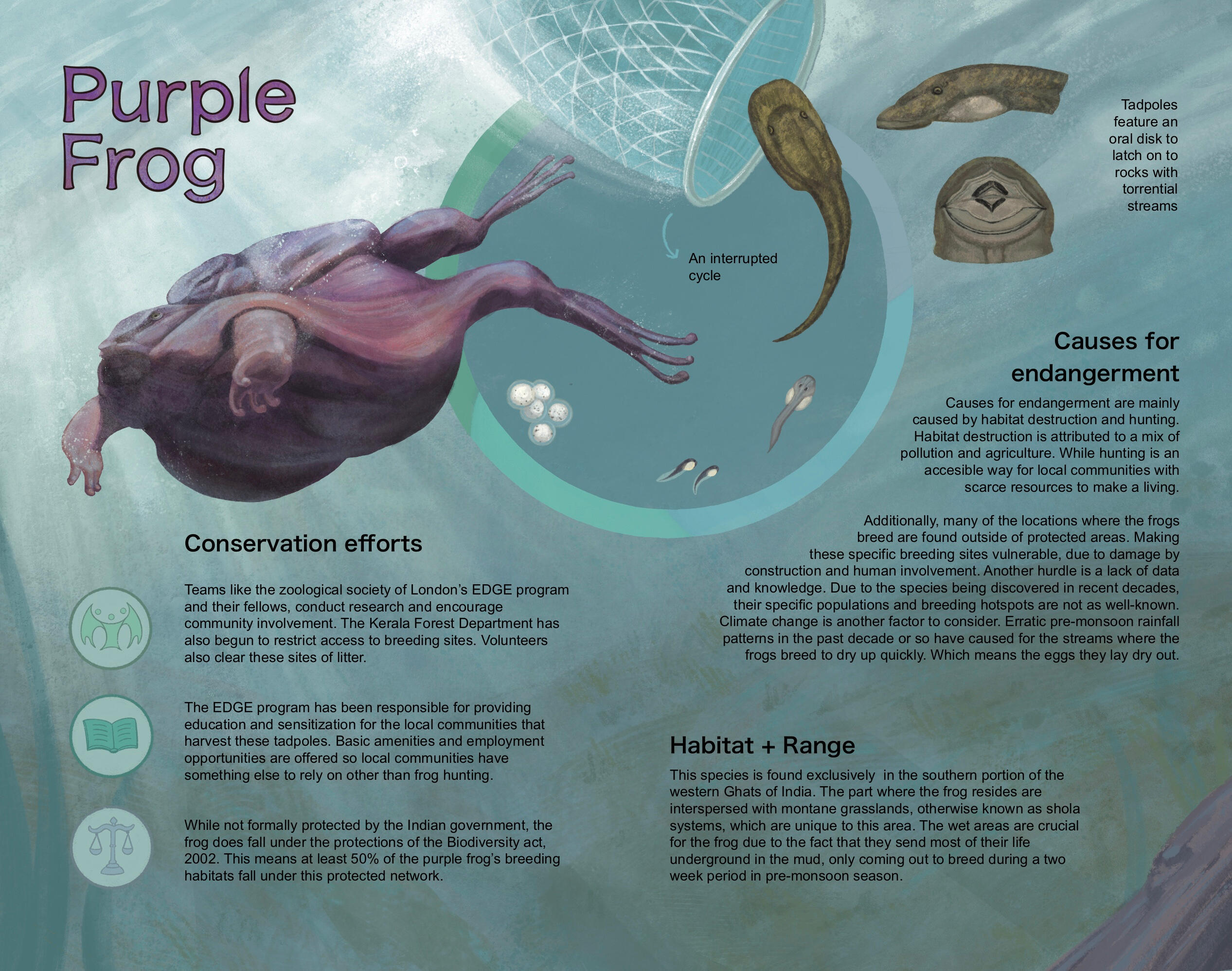 “Hideously Endangered” Purple Frog